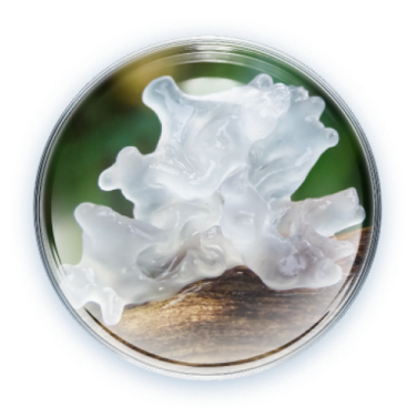 Nấm tuyết trắng