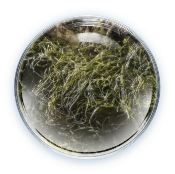 Kim nano từ tảo biển nguyên sinh